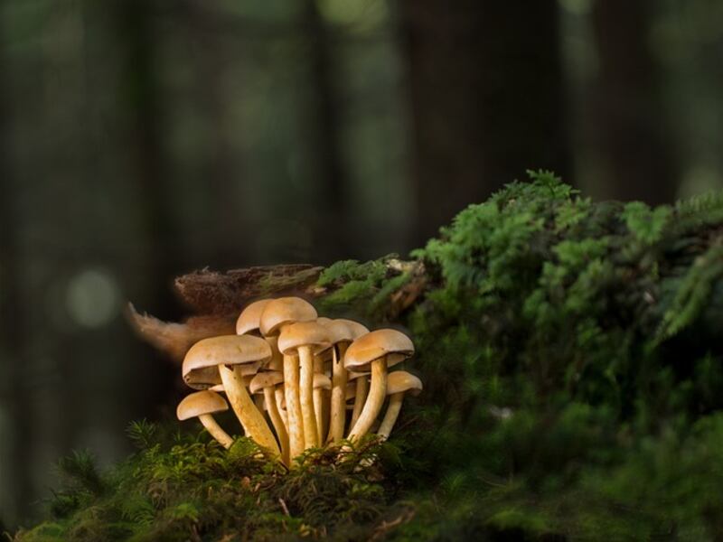 Funghi