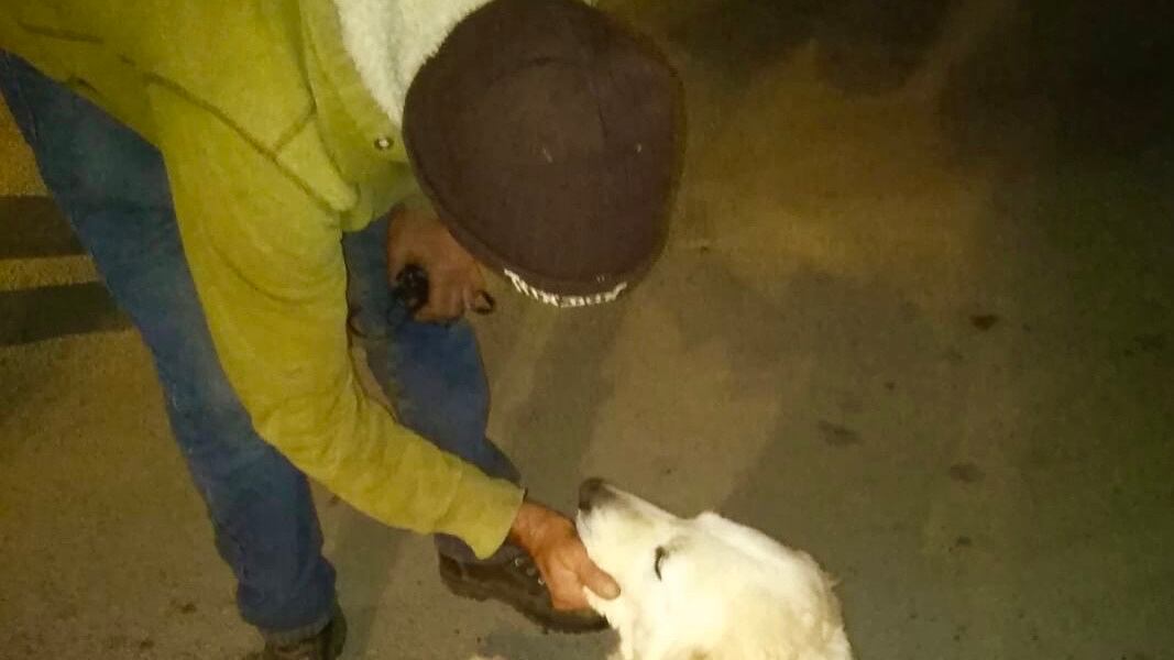 Castelvetrano, cane picchiato dal padrone. Lo salvano i vicini