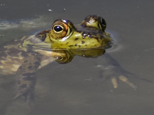 Cosa ci insegna la storia della rana bollita