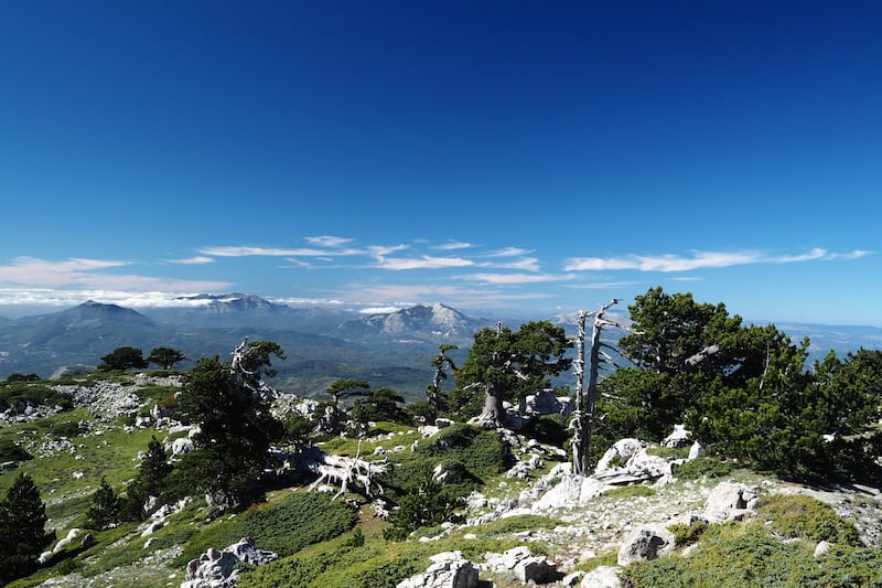 Pollino