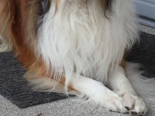 Un cane sparito da giorni: era in ospedale dal padrone morto