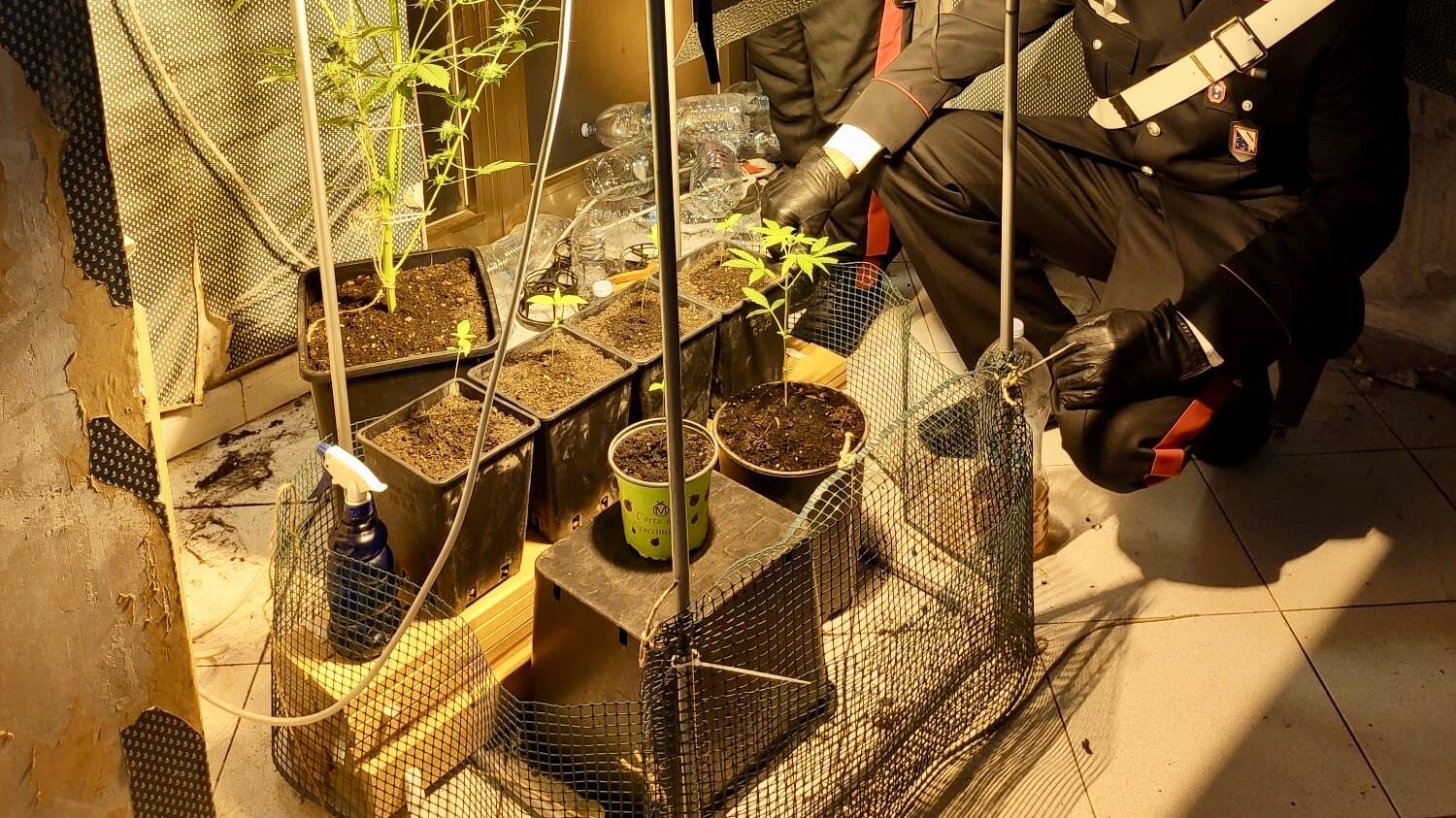 Serra di marijuana in casa scoperta nel Napoletano