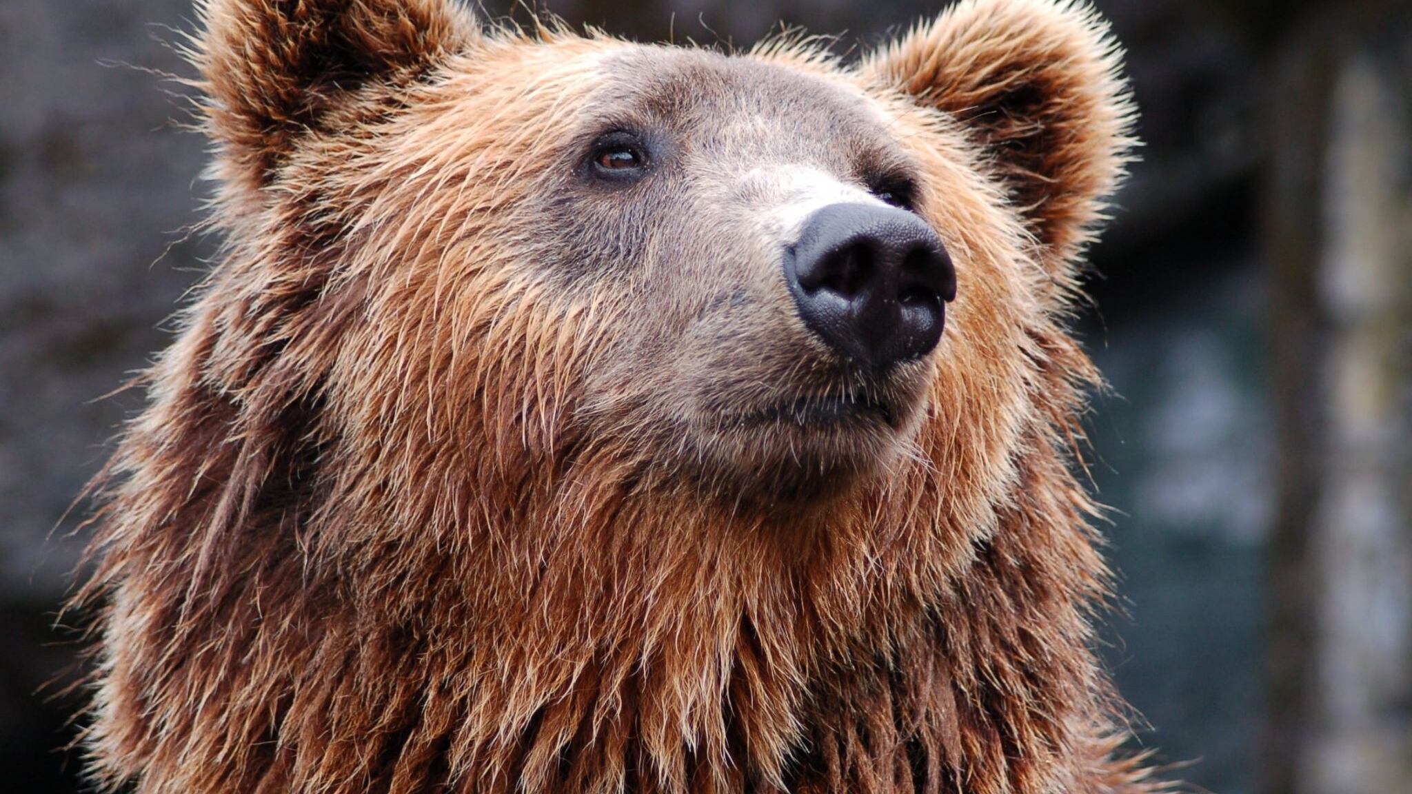 Fukushima, l’incredibile evasione di un orso: sfugge a trappole, droni e tranquillanti