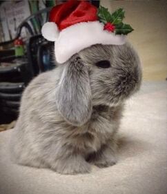 Il miglior Buon Natale è quello che ci augurano i nostri animali 1