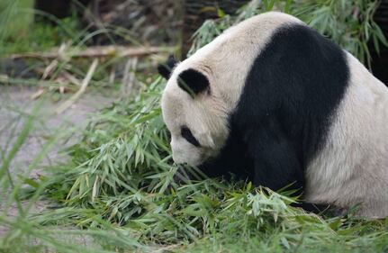 Il panda più vecchio del mondo compie 30 anni 2