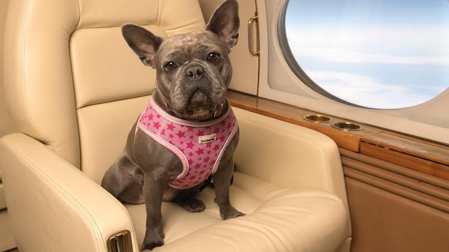 Voli aerei, poltrona per cani in prima classe. L'ira degli ambientalisti