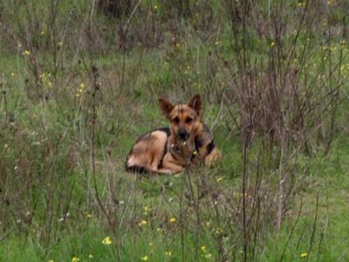 Cassazione: "Vietato lasciare il cane da solo in giardino"