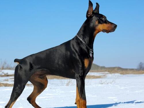 Bimbo di 3 anni azzannato alla testa da un dobermann a Varese: ferita anche la nonna