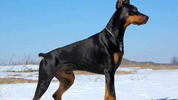 Pierino, il dobermann conteso tra Puglia e Lettonia