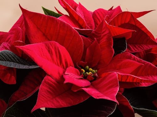 Stella di Natale, come curarla e farla rifiorire