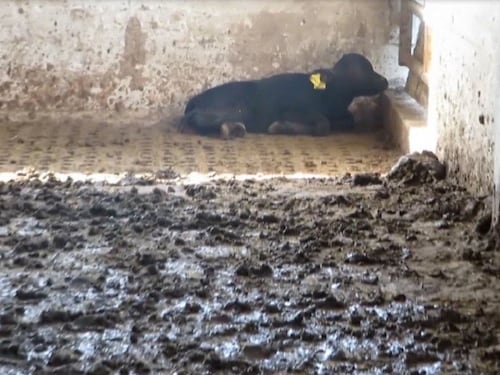 Il lato oscuro della mozzarella di bufala: torture e crudeltà sugli animali