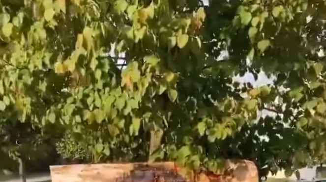 Collage di Salvini realizzato con foto di migranti: così il liceo indottrina i ragazzi