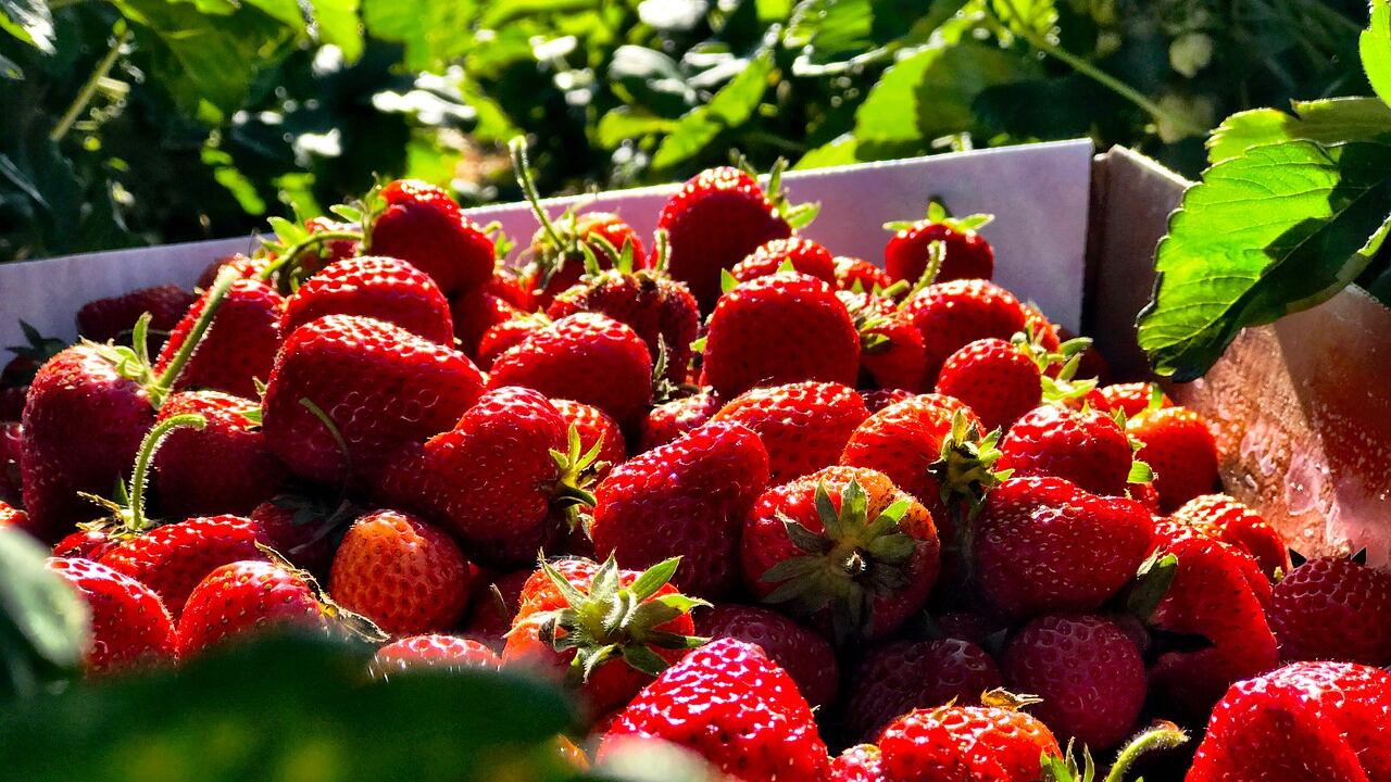 Dieta, gli alimenti che fanno bene alla pelle in estate