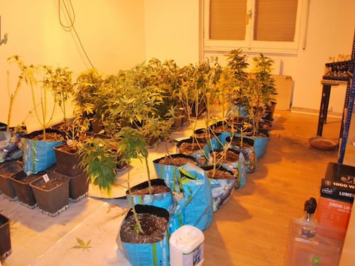Maxi sequestro di marijuana in un casolare di campagna: arrestati tre uomini