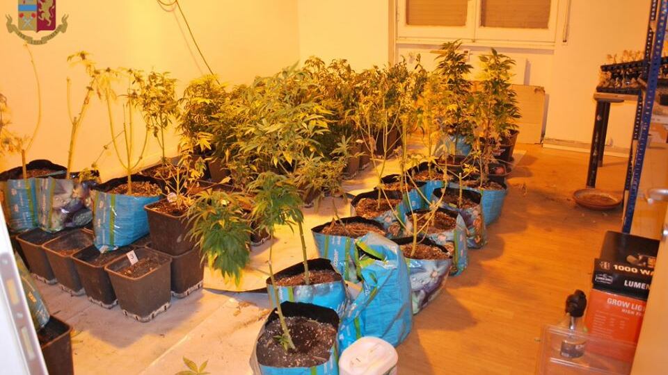 Maxi sequestro di marijuana in un casolare di campagna: arrestati tre uomini