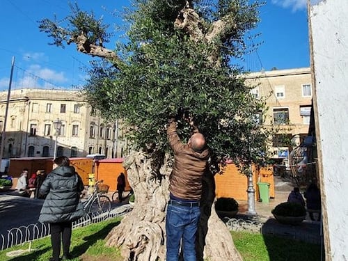 Lecce, rinasce l'ulivo colpito dalla xylella: salvato dagli innesti