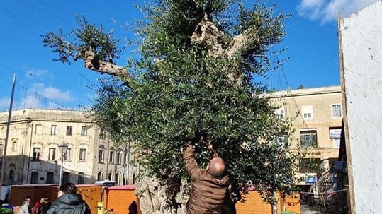 Lecce, rinasce l'ulivo colpito dalla xylella: salvato dagli innesti