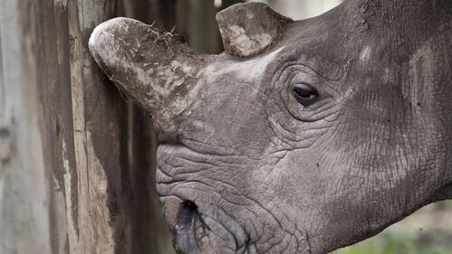 Kenya, i rinoceronti bianchi destinati all'estinzione 5