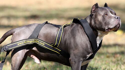 Trieste, donna aizza il cane contro i carabinieri: militare azzannato al torace