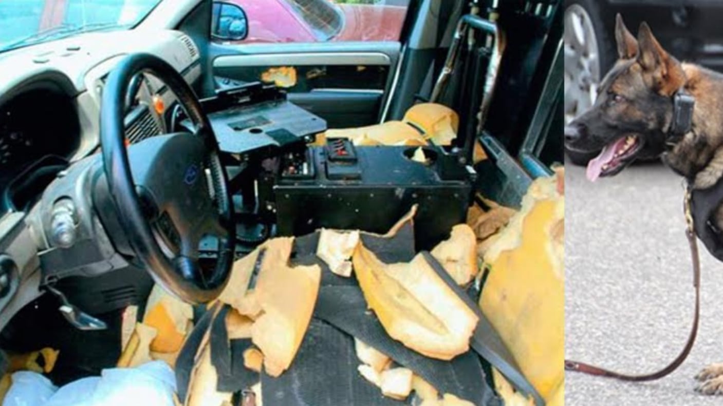 Quei cani poliziotto abbandonati in auto e morti per il caldo