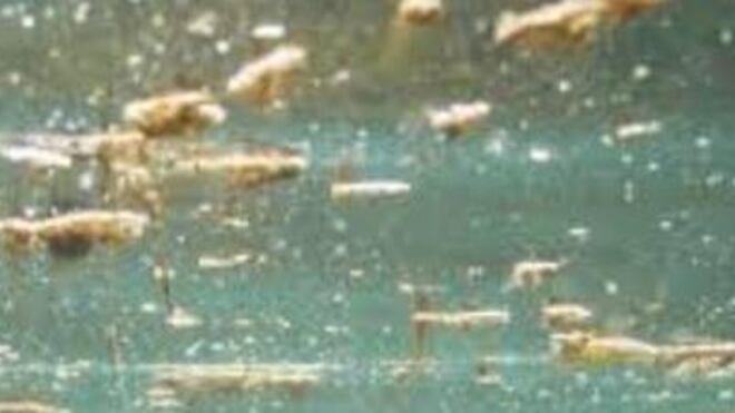 Alga tossica: allerta il Puglia. Le spiagge colpite