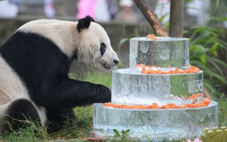 Il panda più vecchio del mondo compie 30 anni 3