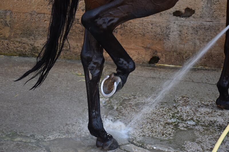 Igazgato, gli zoccoli del cavallo