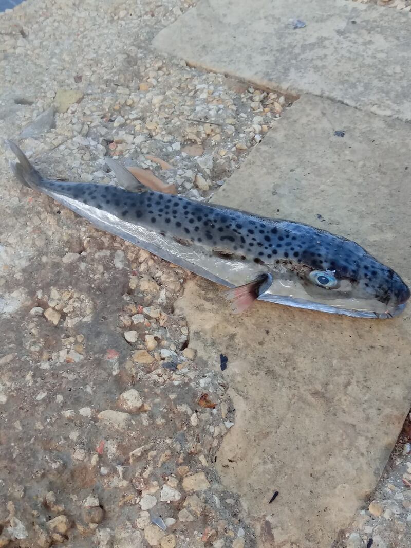 Pesce palla maculato