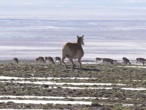 Ecco come la Cina monitora le mandrie tibetane: presentato il robot antilope