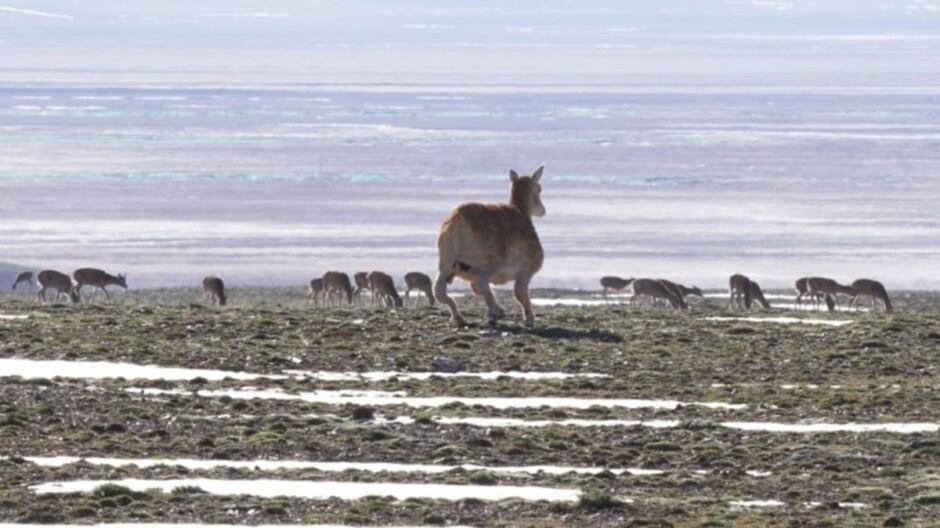 Ecco come la Cina monitora le mandrie tibetane: presentato il robot antilope
