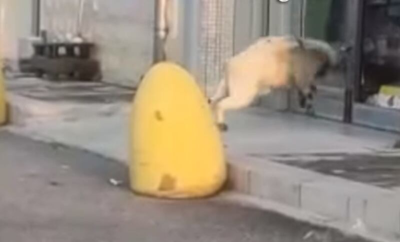 capra vetrina