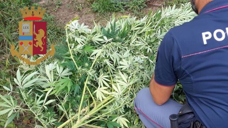 Armi e droga: sequestrate 130 piante di marijuana "skunk" e 4 fucili