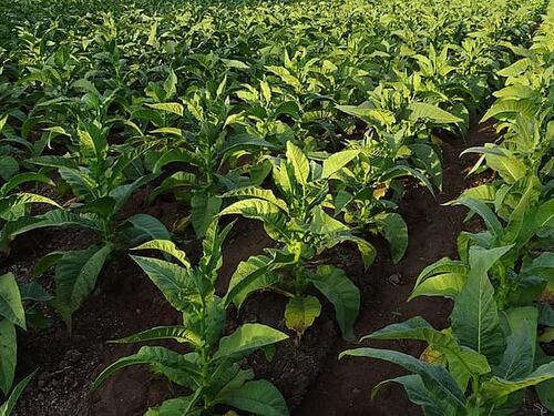 JTI e TTI: investimento da 28 milioni per la filiera tabacchicola umbra