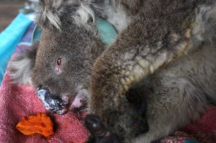 Incendi in Australia, a rischio migliaia di animali 8