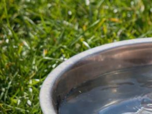 Palermo, cani rinchiusi in un furgone al sole, tre denunce