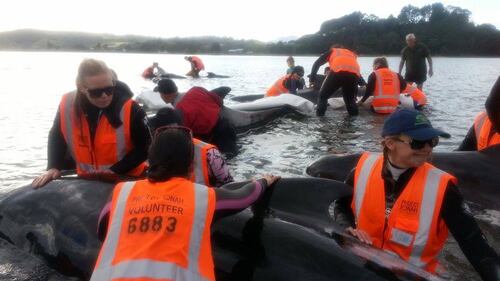 Nuova Zelanda, 57 balene spiaggiate. 21 salvate dai volontari 4