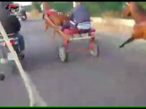 Messina, dieci condanne per le corse clandestine di cavalli