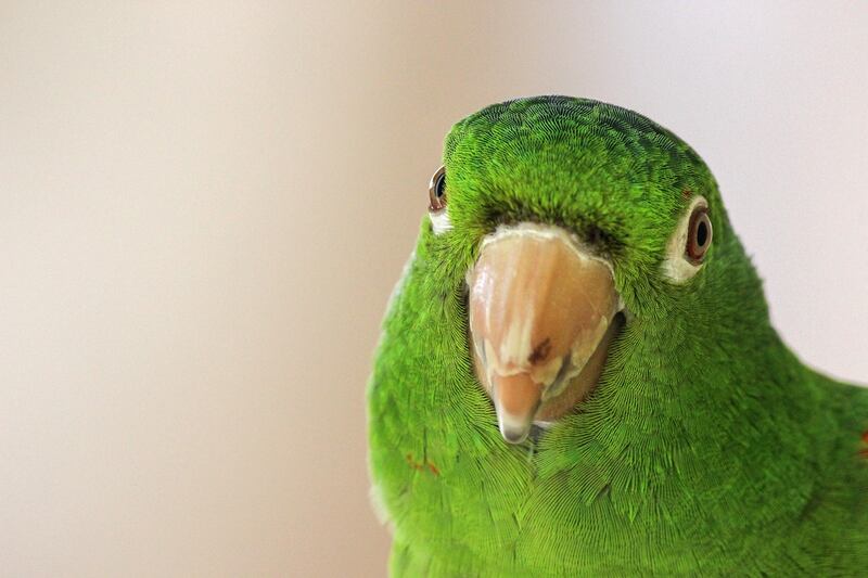 Pappagallo