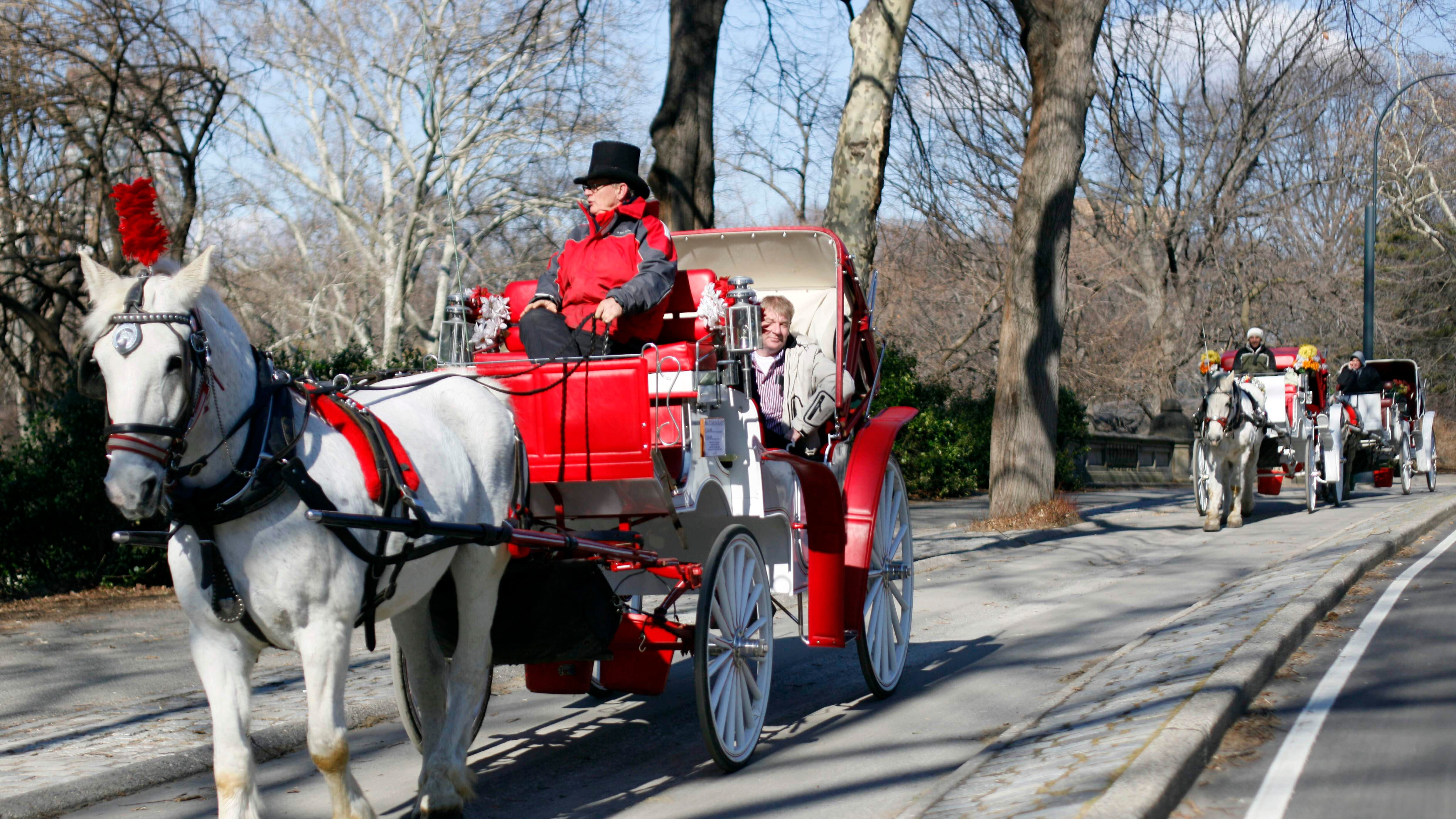 Salvate i cavalli di Central Park Sfrattati, rischiano il macello