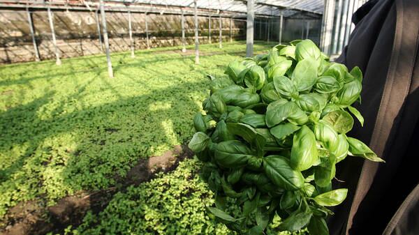Allarme sul basilico: "Può essere cancerogeno"