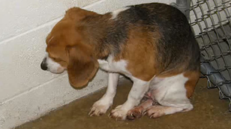 "Non so più che farmene di questi cani": cacciatore fa uccidere i suoi setter