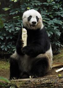 Il panda più vecchio al mondo fa gli anni oggi 5