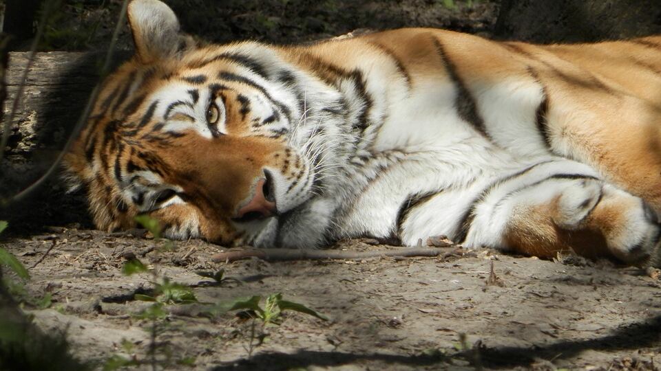 Il chirurgo dei gatti opera la tigre da 200 kg: "Emozionante"