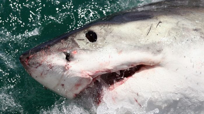 Turista disperso: trovano la sua mano nel ventre di uno squalo tigre