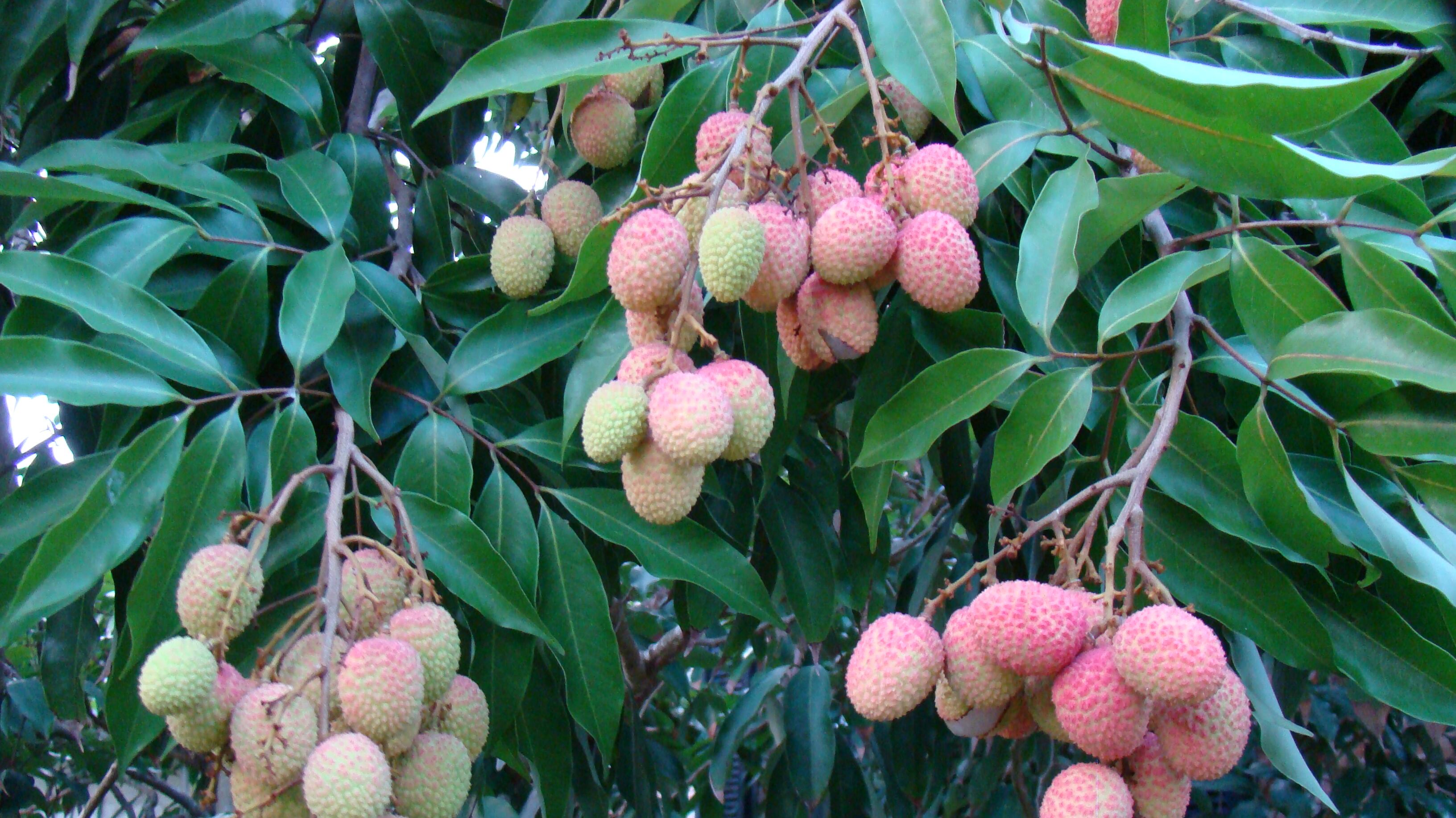 India, ogni anno i litchi causano la morte di centinaia di bimbi