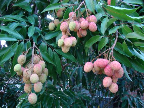 India, ogni anno i litchi causano la morte di centinaia di bimbi