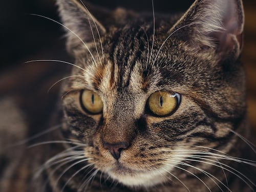 Viareggio, gattina mascotte della scuola gettata dal secondo piano