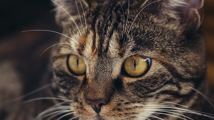 Ora lo so: il mio gatto mi ama quanto mi amerebbe un cane