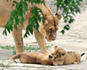 Bioparco di Roma sono nati due leoncini asiatici 6