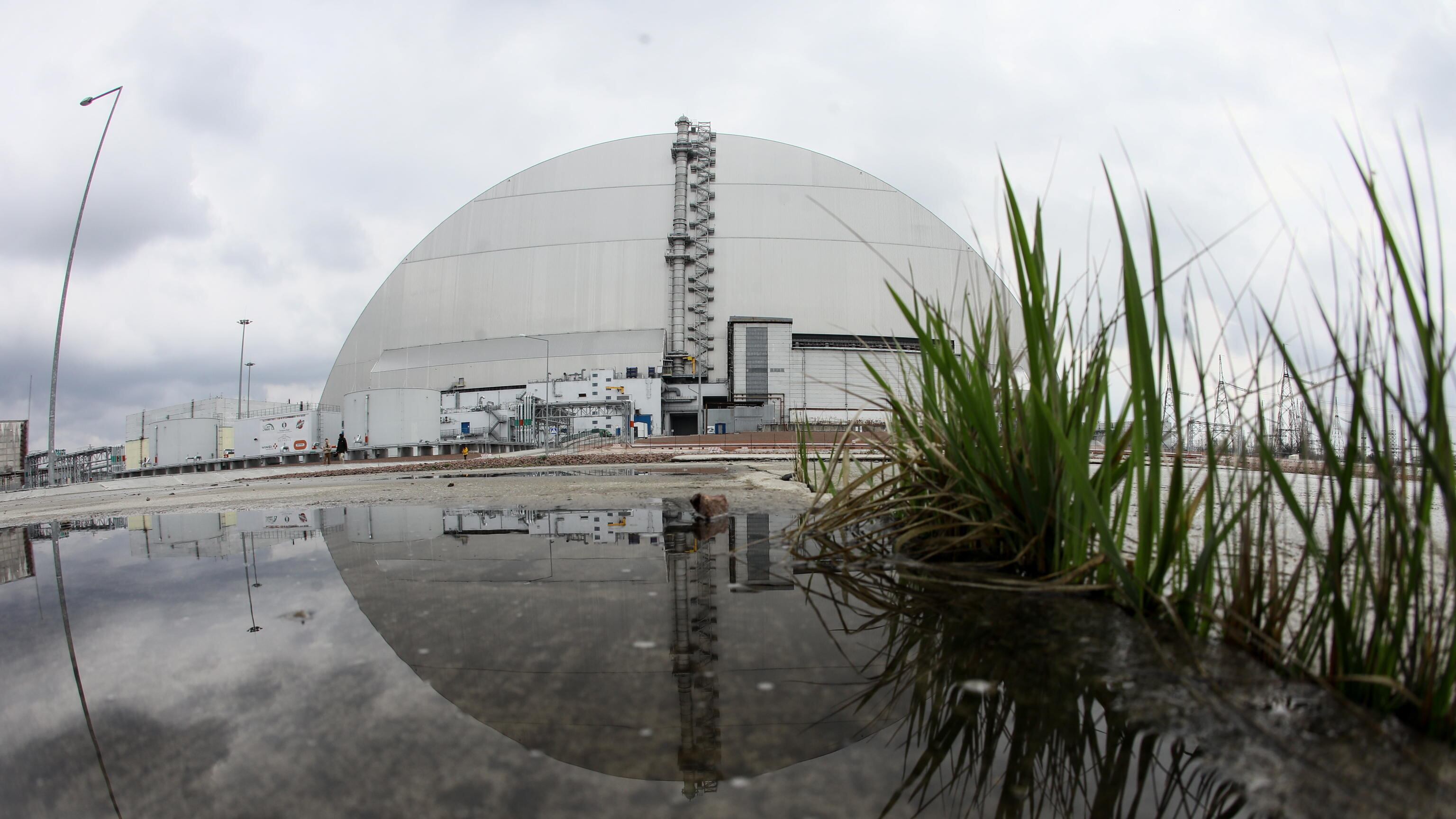 "Il loro Dna si è adattato". Il mistero dei cani nel vuoto atomico di Chernobyl